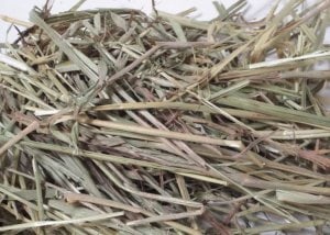 What do rabbits eat? A bunnies diet 1 What do rabbits eat? They love long stemmed greenish hay!