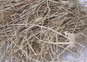 What do rabbits eat? A bunnies diet 2 What do rabbits eat? They eat good quality hay - meadow hay