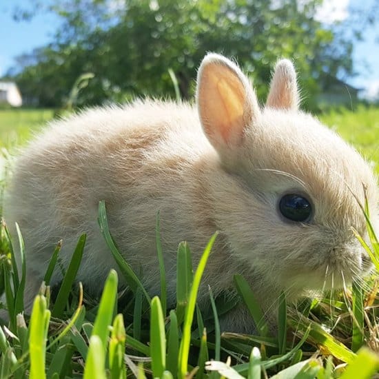 What do rabbits eat A Bunnies Diet