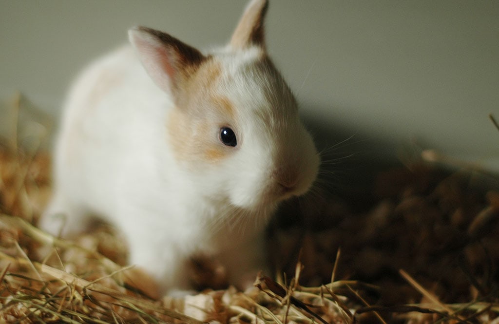 Litter training your rabbit? Is it possible? 1 Train your bunny