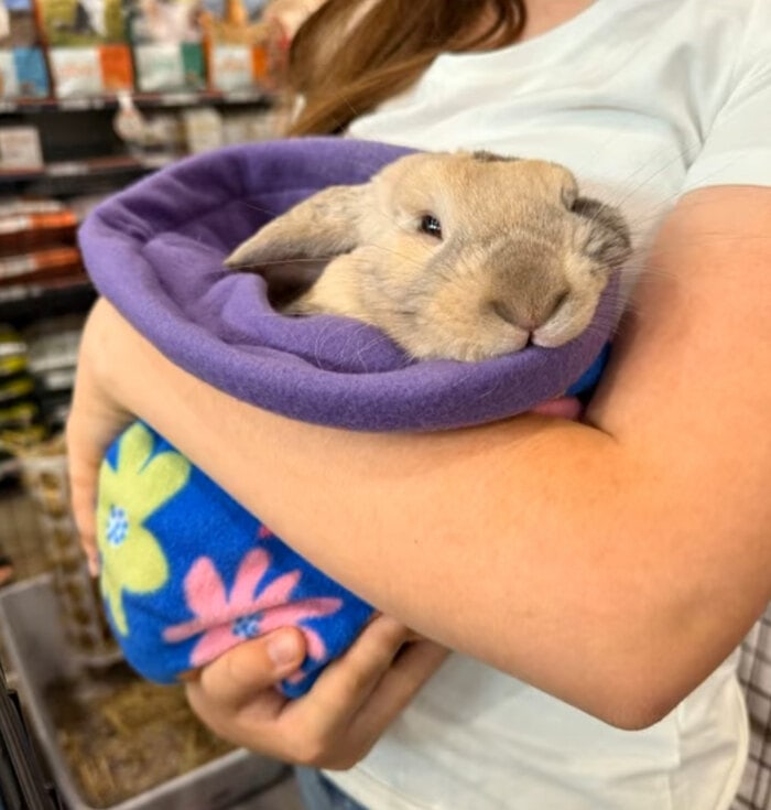 Buy Cuddle Sacks | Guinea Pigs & Rabbits | Teacup Nethies