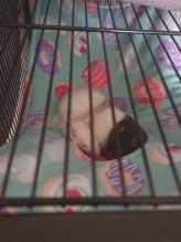 Rats In Peekaboo Hammock