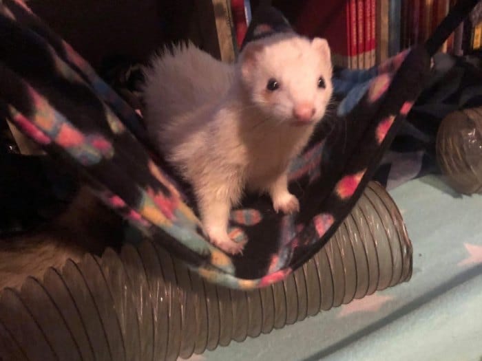 ferret having fun hammock
