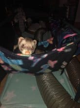 ferret having fun hammock2