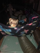 ferret having fun hammock2