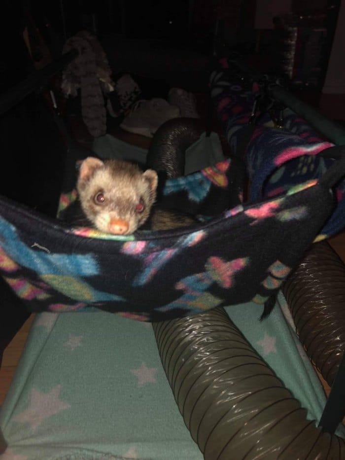 ferret having fun hammock2