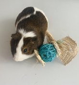 guinea pigs with blooms of fun
