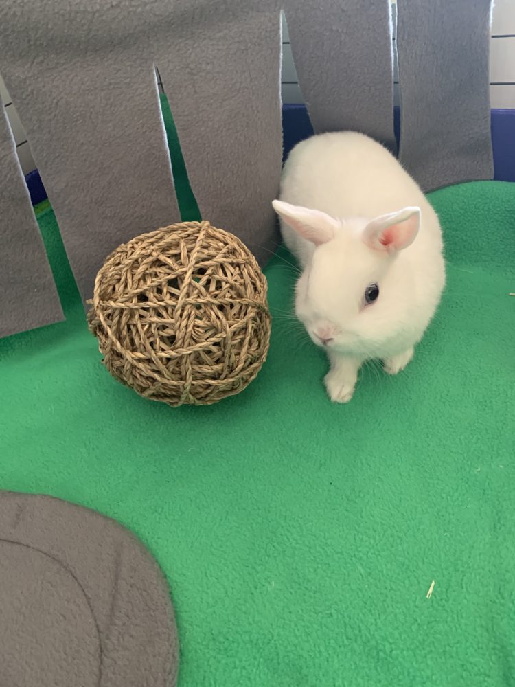 Rabbit toys 10 Seagrass rope ball