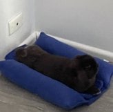 black bunny laying pillow bed