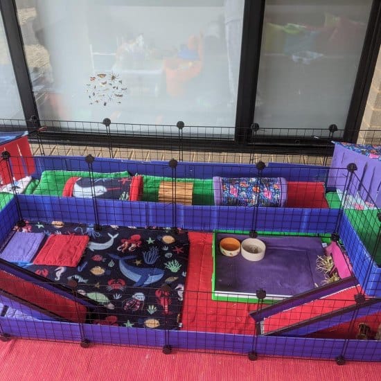 Annettes Guineapigs 1