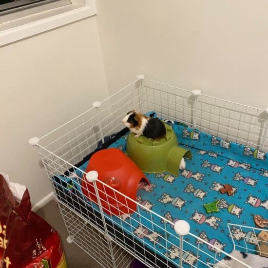 Chelseas Guineapigs 1