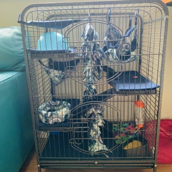 Kaylas Rats Sugar Spice 2