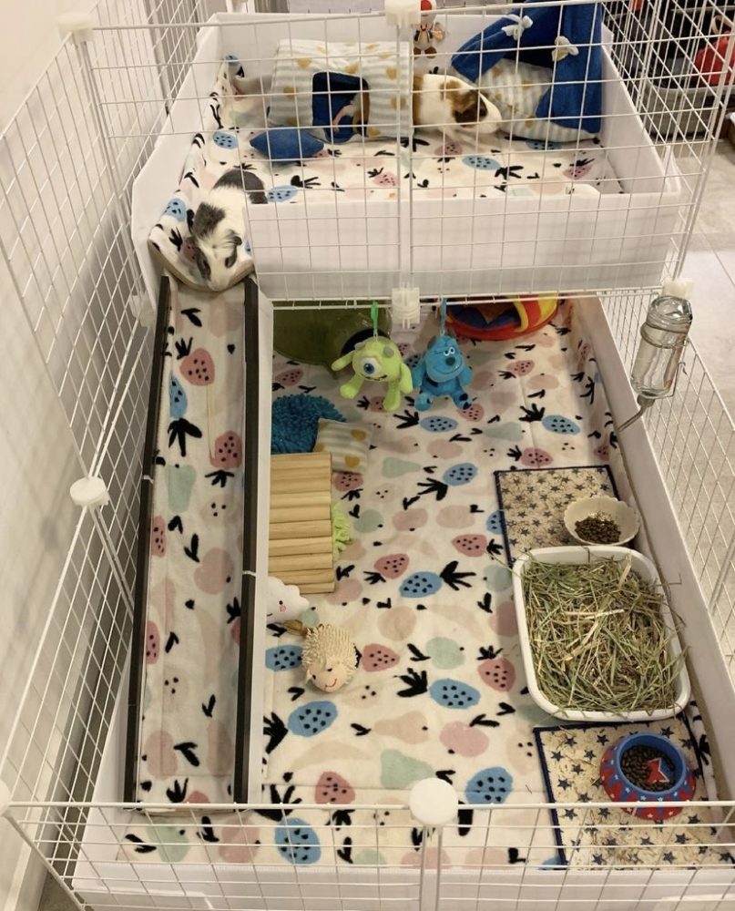 How to clean your guinea pig's cage and reduce the smell 1 How to clean your guinea pig's cage