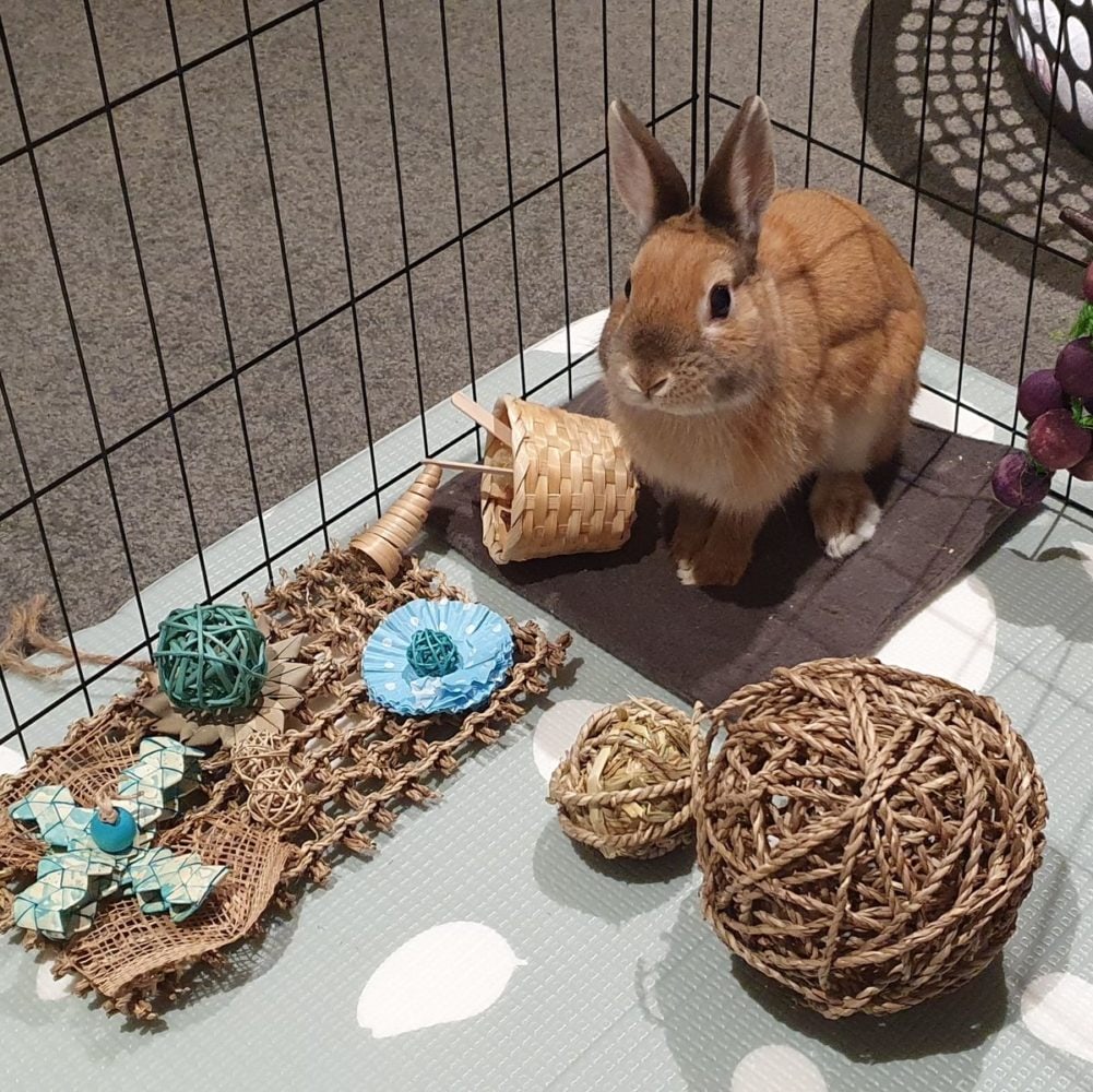 Rabbit toys and their benefits 1 Rabbit toys and their benefits