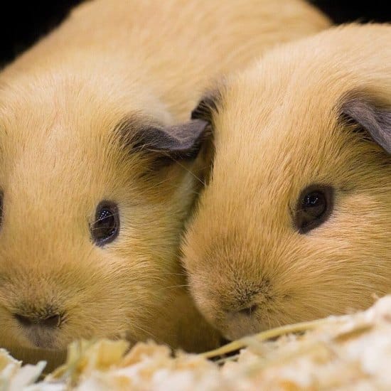 How to clean a guinea pigs cage main image