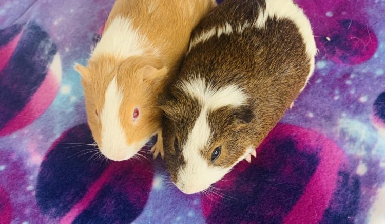 How to clean your guinea pig's cage and reduce the smell 2 Guinea pigs on a cage liner
