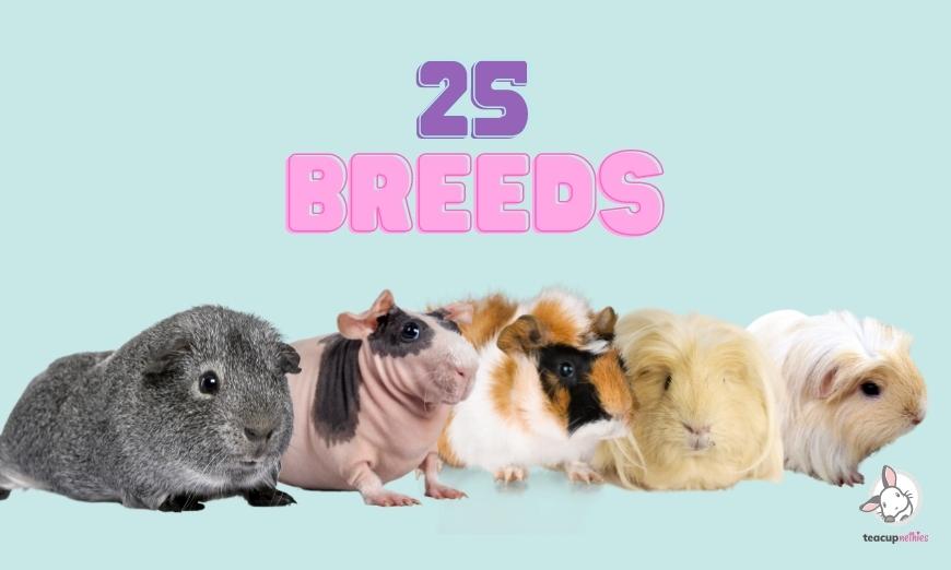 15 fun & amazing facts about guinea pigs 15 Up to 25 breeds of guinea pigs