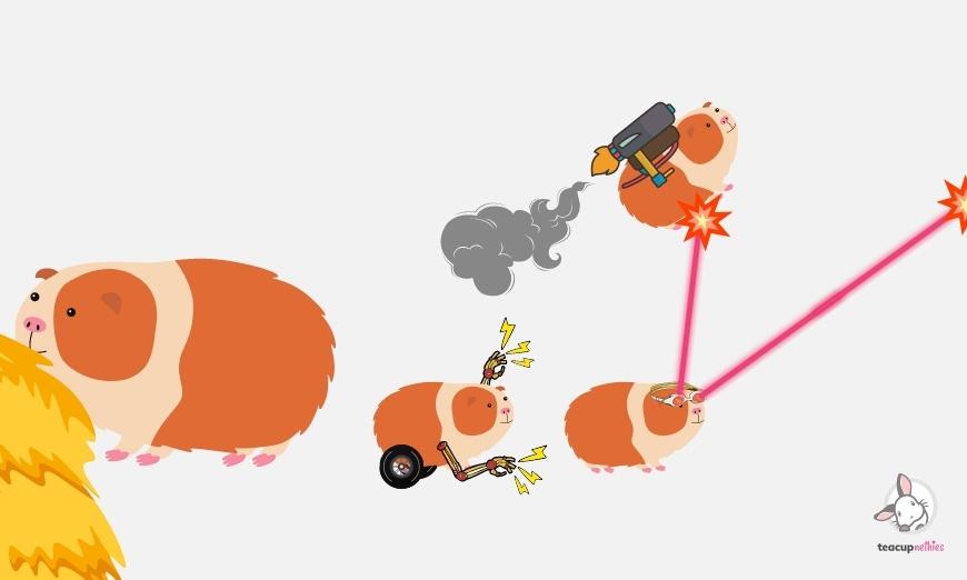 15 fun & amazing facts about guinea pigs 11 Guinea pigs are born well developed