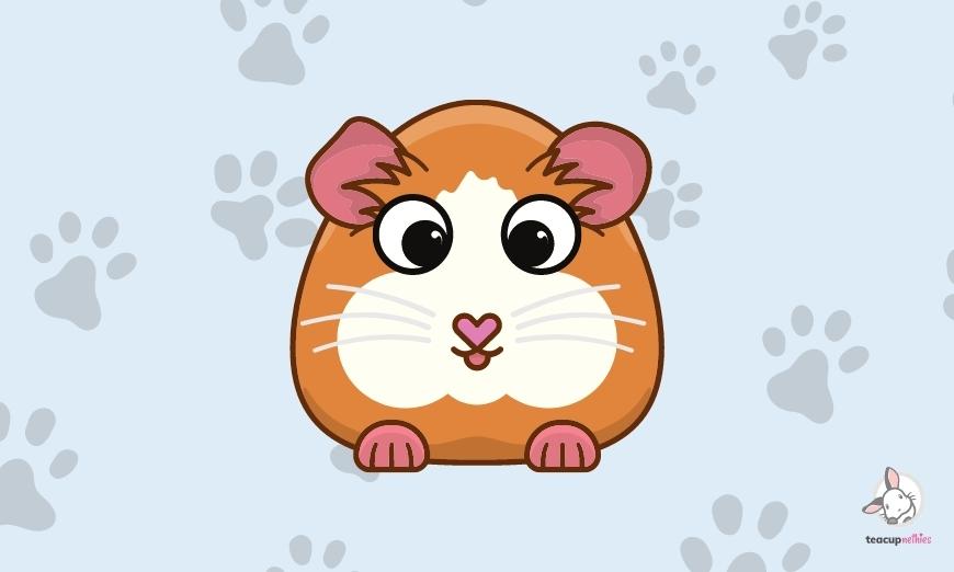 15 fun & amazing facts about guinea pigs 4 Guinea pigs have fourteen toes