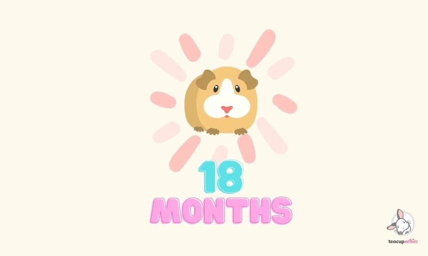 15 fun & amazing facts about guinea pigs 6 They are only fully grown at 18 months