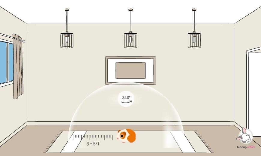 15 fun & amazing facts about guinea pigs 13 Guinea pigs have both good and bad eye sight