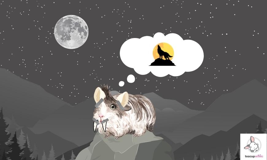 15 fun & amazing facts about guinea pigs 8 Guinea pigs only sleep for 4 hours a day