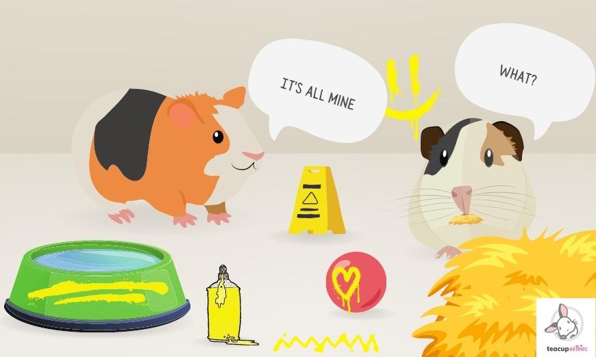 15 fun & amazing facts about guinea pigs 2 Guinea pigs mark their scent