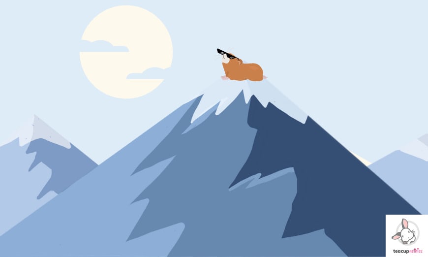 15 fun & amazing facts about guinea pigs 1 Wild guinea pigs found in the andes