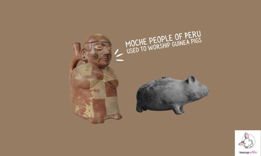 15 fun & amazing facts about guinea pigs 12 He moche people of peru used to worship guinea pigs