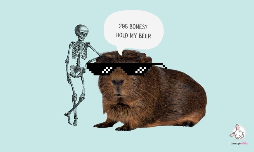 15 fun & amazing facts about guinea pigs 7 More bones than humans