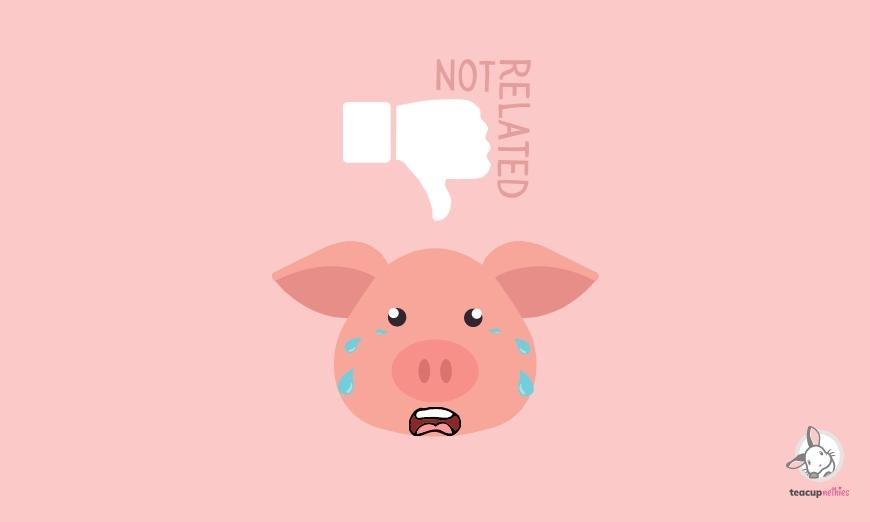 15 fun & amazing facts about guinea pigs 5 Guinea pigs are not pigs