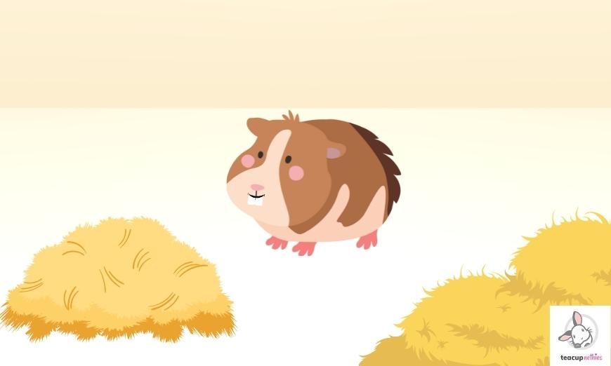 15 fun & amazing facts about guinea pigs 10 Guinea pigs teeth don't stop growing!