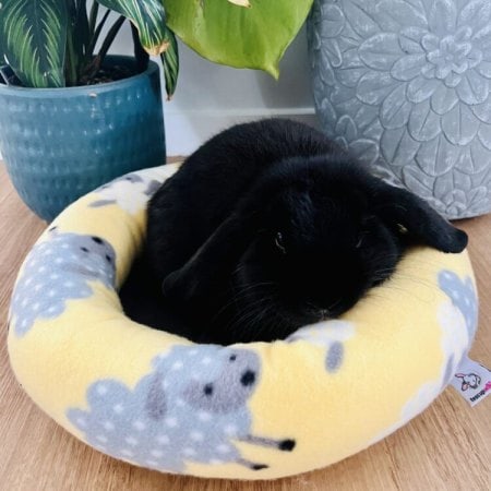 Rabbit accessories 16 Rabbit accessories