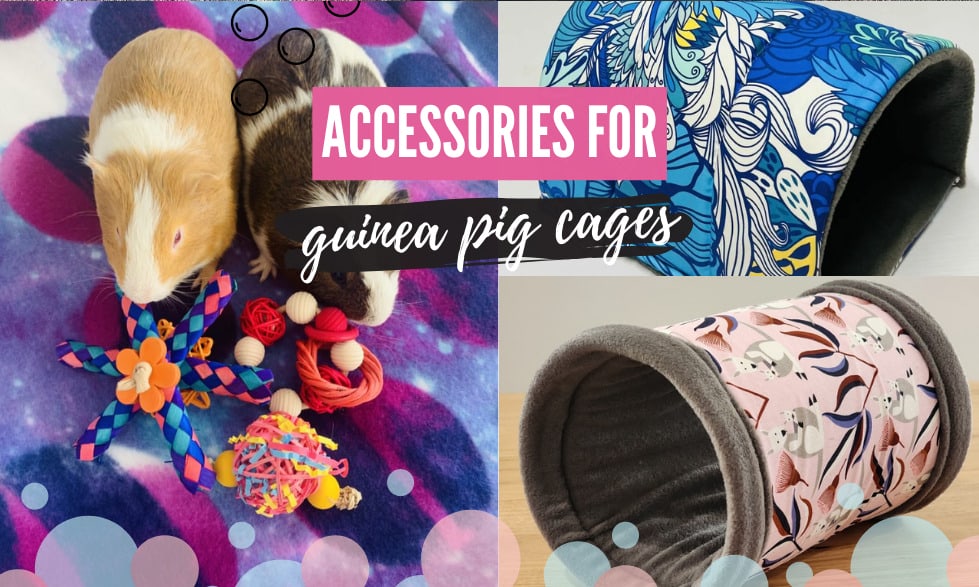 What are the best cages for guinea pigs to live in? 8 What accessories for guinea pig cages are needed