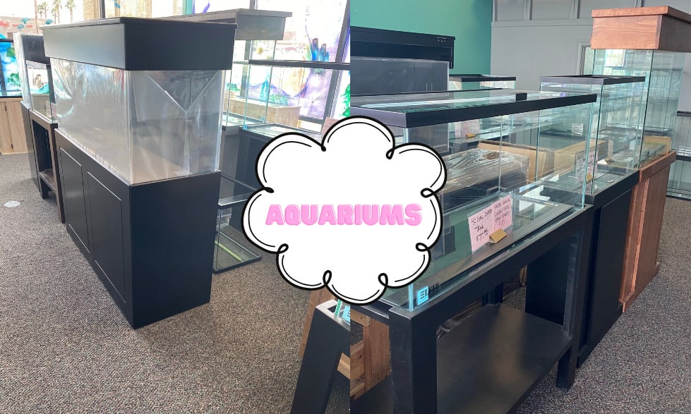 What are the best cages for guinea pigs to live in? 6 Aquariums and terrariums