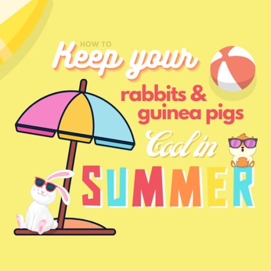 How to keep rabbits & guinea pigs cool in summer thumbnail