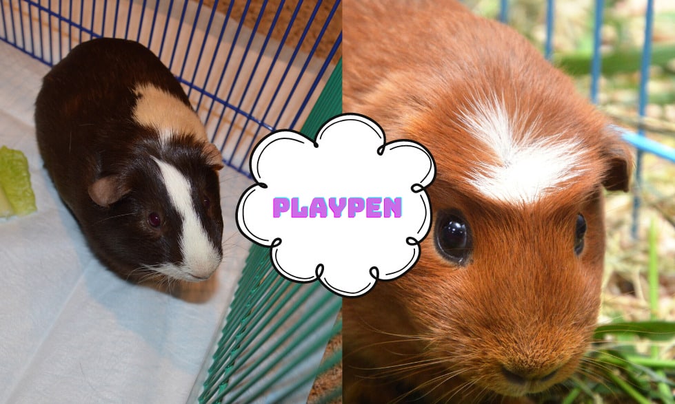 What are the best cages for guinea pigs to live in? 7 The playpen