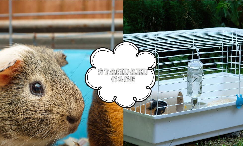 What are the best cages for guinea pigs to live in? 4 The standard guinea pig cage