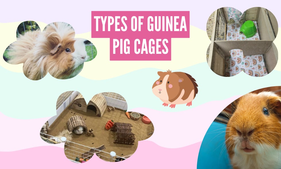 What are the best cages for guinea pigs to live in? 2 Types of guinea pig cages