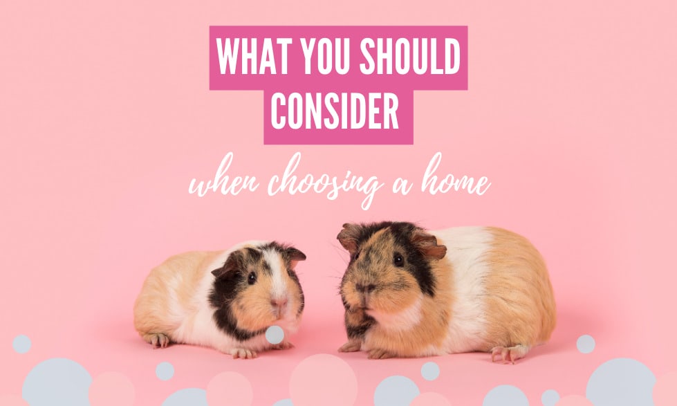 What are the best cages for guinea pigs to live in? 1 What you should consider when choosing the perfect guinea pig cage.