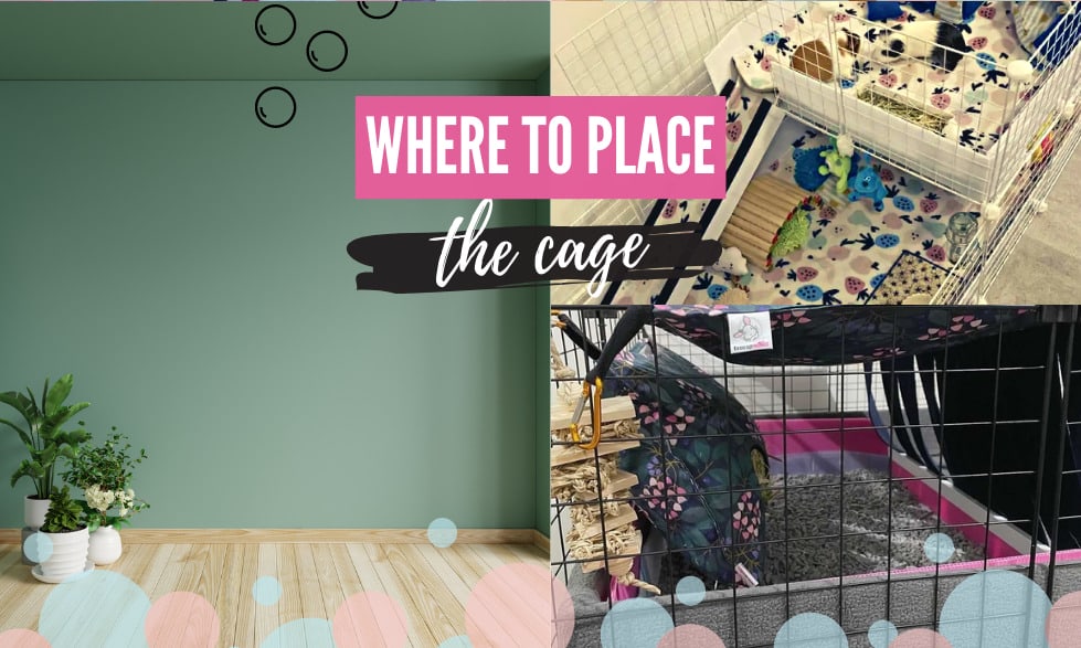 What are the best cages for guinea pigs to live in? 9 Where to place the cage