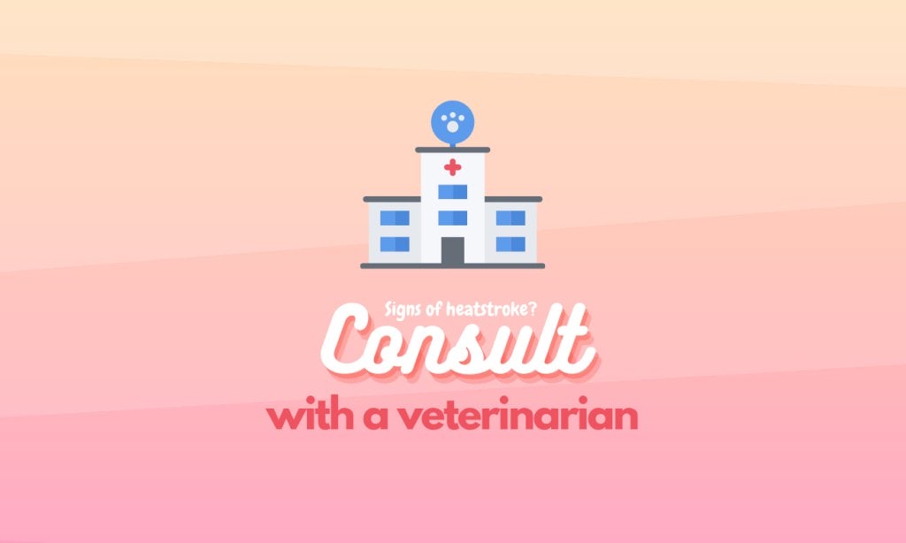 How to keep rabbits & guinea pigs cool in summer 5 Consult a vet if you suspect heat stroke