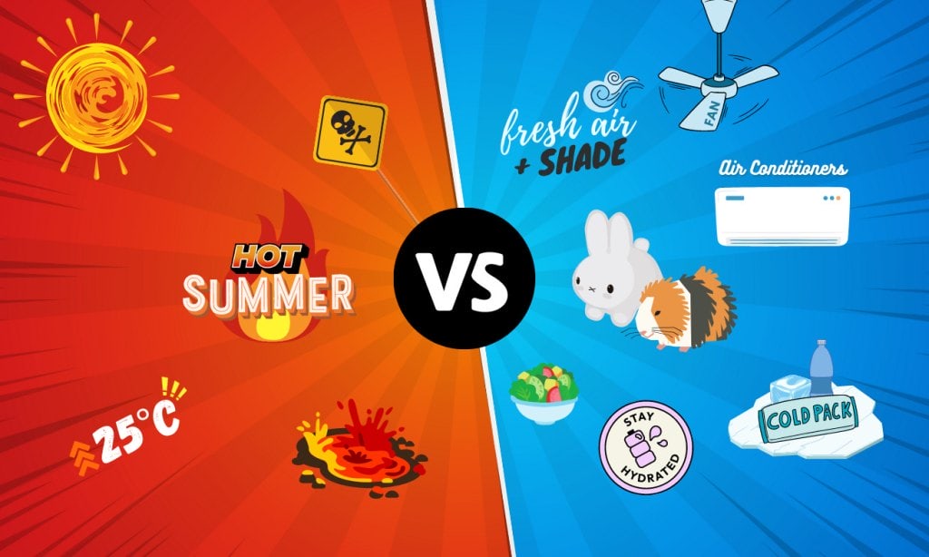 How to keep rabbits & guinea pigs cool in summer 1 Fight the heat. Keep rabbits & guinea pigs cool this summer