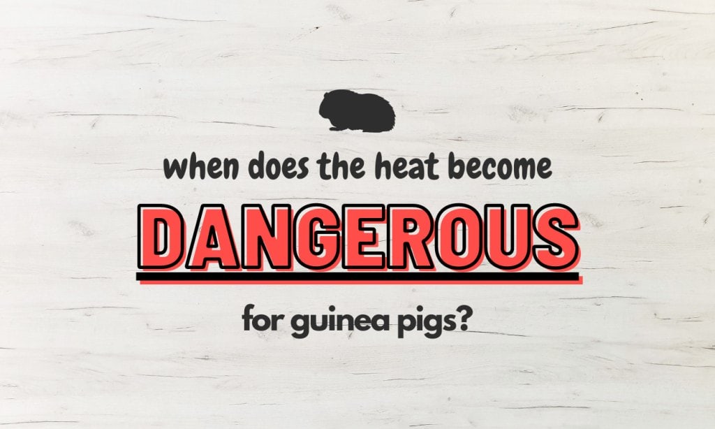 How to keep rabbits & guinea pigs cool in summer 4 When does the heat become dangerous for guinea pigs?