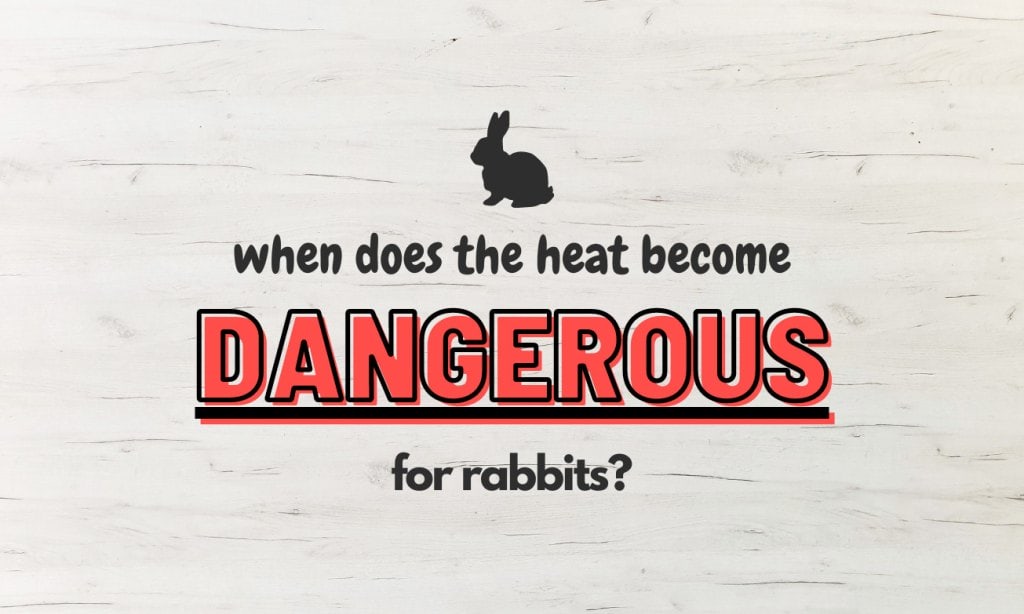 How to keep rabbits & guinea pigs cool in summer 3 When does the heat become dangerous for rabbits?