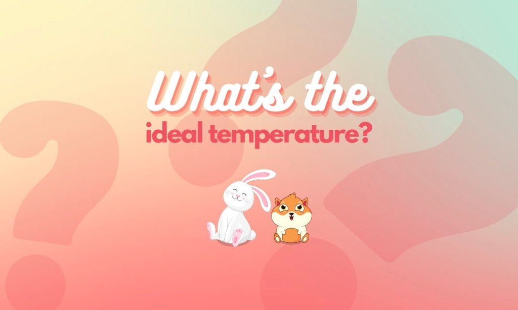 How to keep rabbits & guinea pigs cool in summer 2 What's the ideal temperature for your rabbits and guinea pigs?
