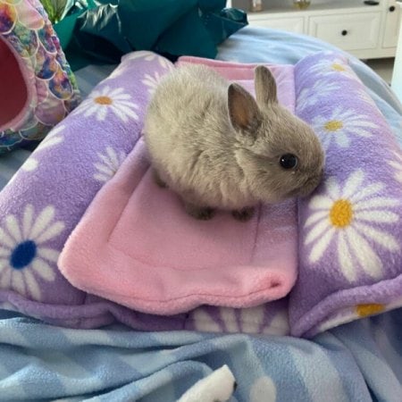Rabbit accessories 15 Rabbit in pillow bed