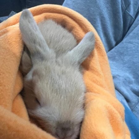 Rabbit accessories 14 Rabbit in cuddle sack