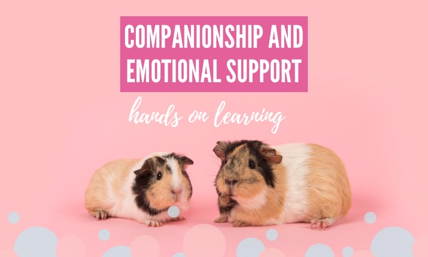 Children & guinea pigs: a tale of friendship, learning, and fun! 4 Children & guinea pigs: a tale of friendship, learning, and fun!