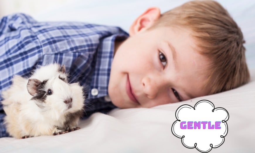 Children & guinea pigs: a tale of friendship, learning, and fun! 1 Guinea pigs are gentle